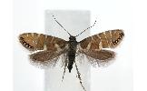 Glyphipterix nigromarginata