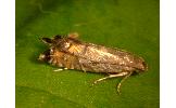 Glyphipterix semiflavana