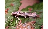 Calybites phasianipennella