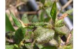 Caloptilia azaleella