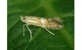 Phyllonorycter persimilis