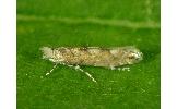 Phyllonorycter pastorella