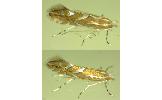 Phyllonorycter ringoniella