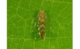 Phyllonorycter viburni