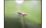 Phyllonorycter sp.