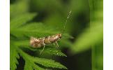 Phyllonorycter lonicerae