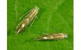 Phyllonorycter ringoniella