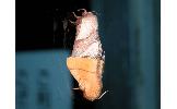 Malacosoma Malacosoma