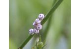 Euthrix Euthrix