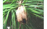 Dendrolimus Dendrolimus