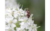 Micropterix aureatella