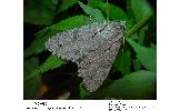 Acronicta Acronicta