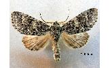 Subacronicta Subacronicta