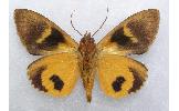 Eudocima homaena