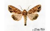 Apamea monoglypha