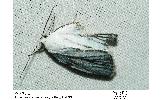 Chasminodes Chasminodes