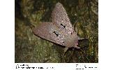 Orthosia carnipennis