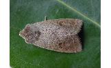 Orthosia fausta