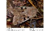 Orthosia gothica jezoensis