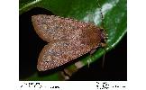 Orthosia odiosa