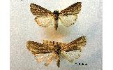 Spodoptera exempta