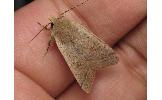 Orthosia fausta