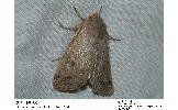 Orthosia lizetta