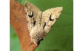 Orthosia nigromaculata