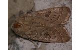 Orthosia paromoea