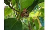 Spodoptera Spodoptera