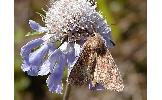 Apamea Apamea