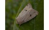 Orthosia lizetta