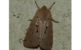 Orthosia carnipennis