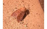 Orthosia paromoea