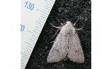 Orthosia lizetta