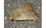 Orthosia fausta