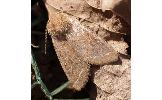 Orthosia paromoea