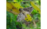 Spodoptera depravata