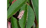 Spodoptera Spodoptera