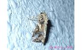 Spodoptera litura