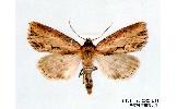 Xylomoia fusei