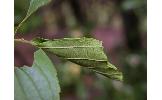 Eupsilia tripunctata