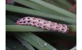 Spodoptera Spodoptera