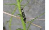 Spodoptera litura