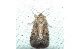 Spodoptera depravata