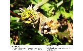 Heliothis Heliothis