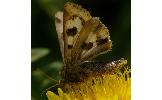 Heliothis Heliothis