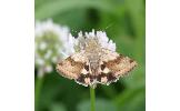 Heliothis Heliothis