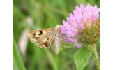 Heliothis Heliothis