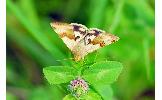 Heliothis Heliothis